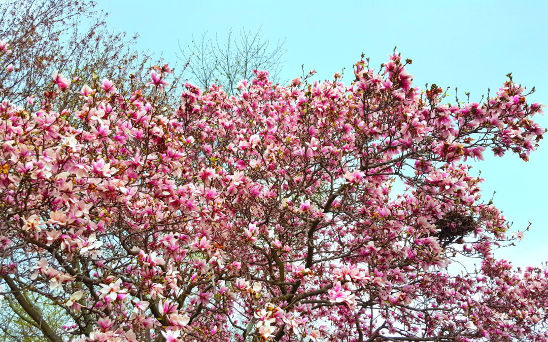 Dr Erica Essary Spectrum Psychological Services blog magnolia tree
